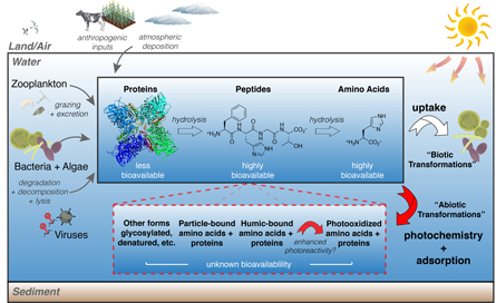 Photochemistry of amino acids and peptides