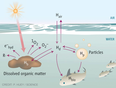 Natural organic matter and reactive oxygen species